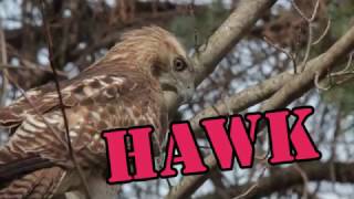 Hawk Vs Chicken