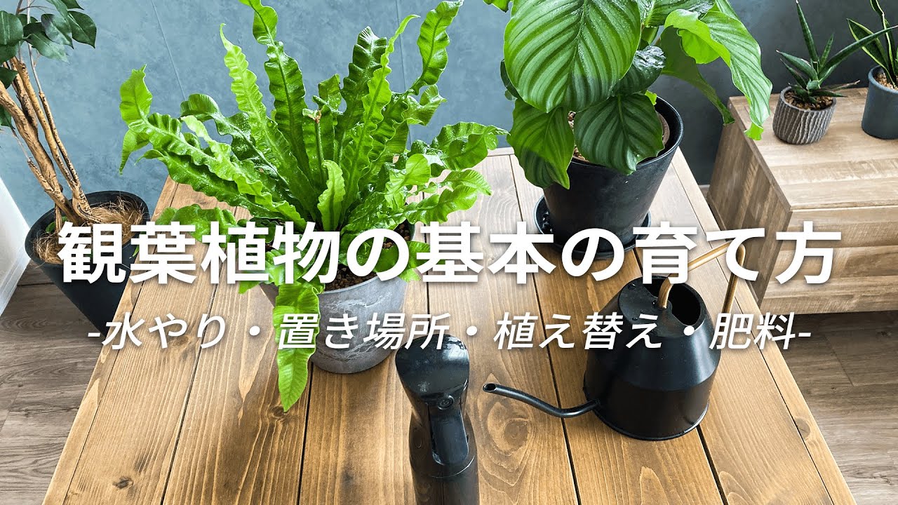 初心者必見 これでもう枯らさない 観葉植物の基本の育てかた 水やり 置き場所 植え替え 肥料について解説 Youtube