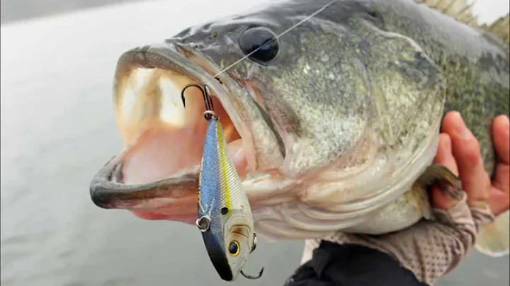 Search Baits for Clear Water Bass Fishing - How to Catch Bass - Spring Largemouth Fishing Tips