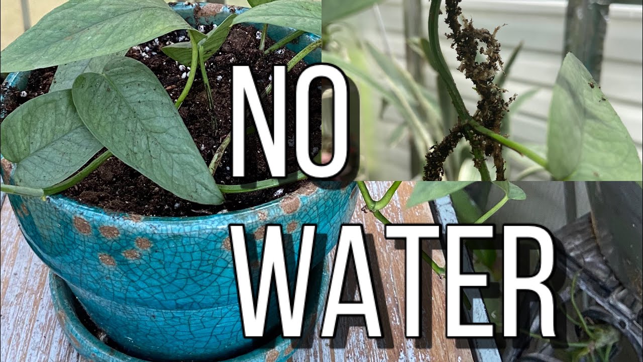 No Water Needed~Easy Method To Propagate Cebu Blue Potho