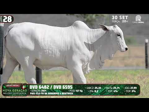 LOTE 28   DVD 6482,6595