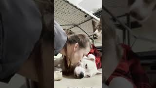 Köpek mi Zeki, Kedi mi? Cevap Bu Videoda! Cat vs. Dog: Who Wins the Funniest Battle?