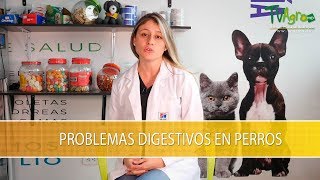 Problemas Digestivos en Perros TvAgro por Juan Gonzalo Angel Restrepo