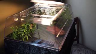 Red Eared Slider Turtle Tank...29 Gallon