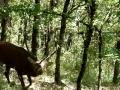 Le cerf provoque le photographe (Blesle 43) visionné par D Raymond