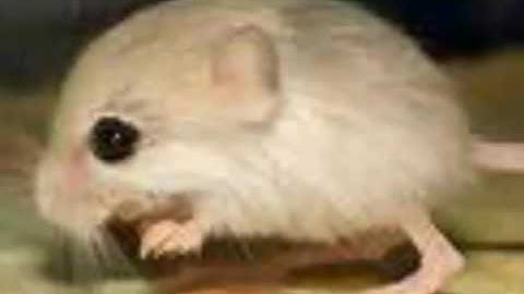 The Pygmy Jerboa