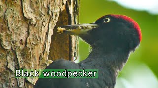 Black woodpecker - three cubs,   Baby meat, the sound of nature screenshot 5