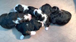 Ruby’s little Rubies (F1 mini Bernedoodles)
