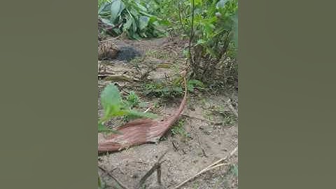 Bẩy cút rừng cực nhanh