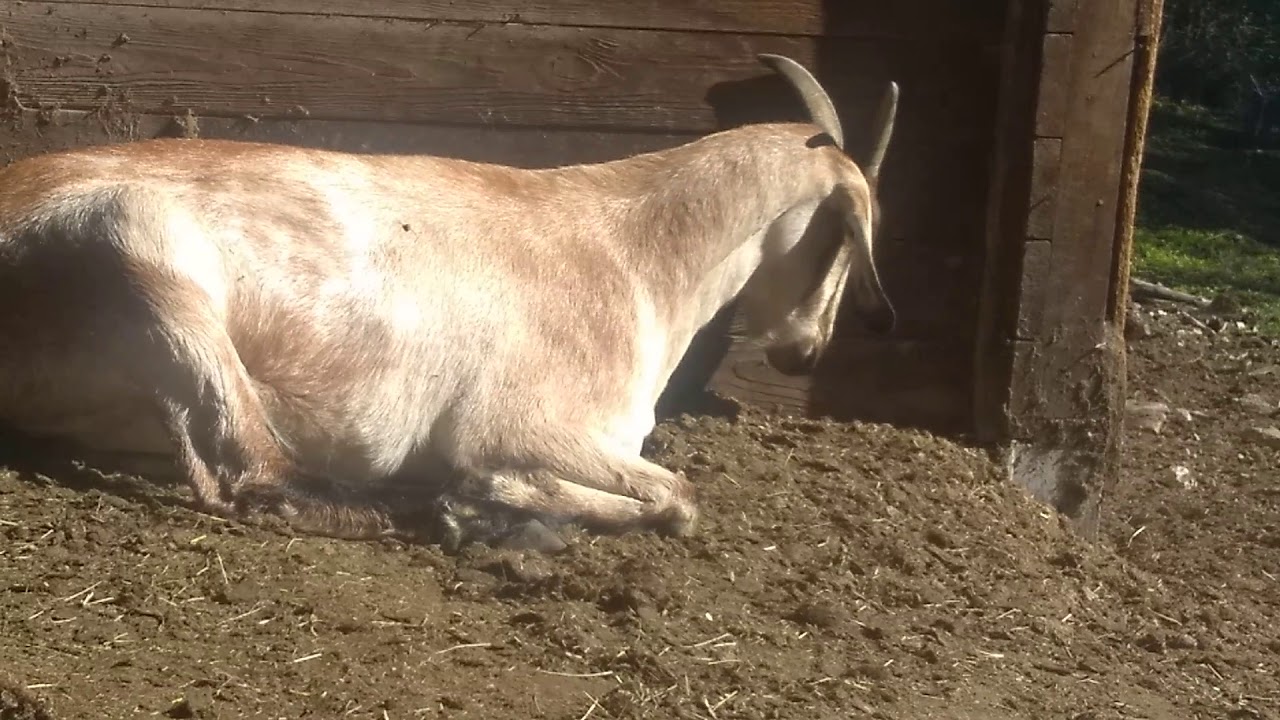 Goat Funny Noises While Sleeping YouTube