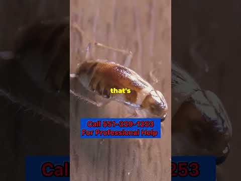 24 hour pest control