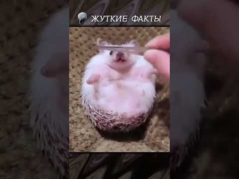 Хочешь остаться здоровым⁉️НЕ ТРОГАЙ ЕЖЕЙ☝🏻