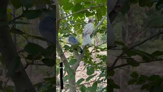 जंगल के बीच पेड़ पर अकेला बैठा कबूतर।🕊️🌳 #kabootarba #kabutar #pigeon #birds