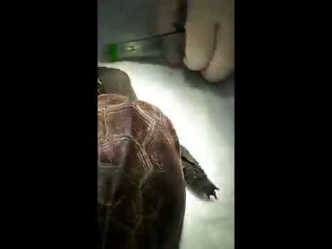 Cirugía extirpación absceso timpánico en tortuga 2ª parte