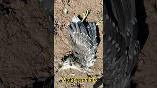 night heron bird hunting with shotgun ll #heronbird #hunter #viral #shorts #ytshorts