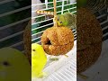 June 2, Cute Lovebirds New Bird House Parrot Nest SetupBeautiful Lovebird Cage Decor #parrot #pets