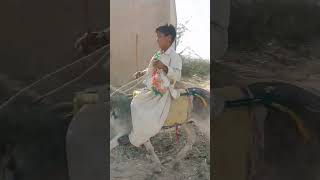 Child Riding The Donkey