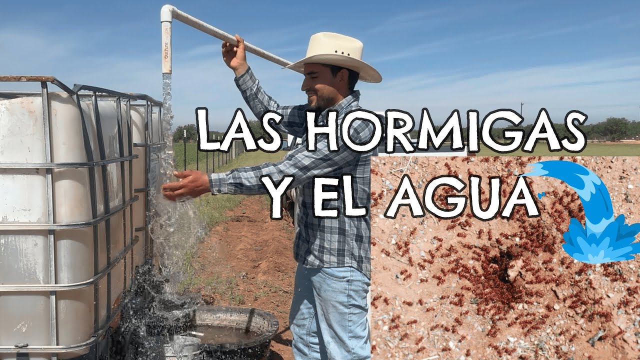 DONDE HAY HORMIGAS HAY AGUA  // la diferencia de usar radiestecia o hormigas para encontrar agua