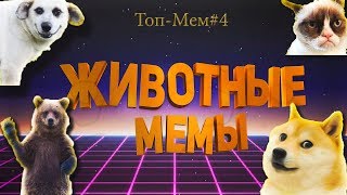 Самые известные животные в интернете | Животные-мемы Самые известные животные в интернете | Животные-мемы