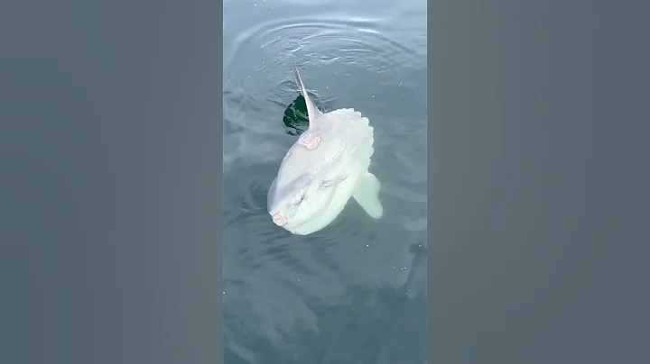 Mola Mola or Ocean Sunfish 🐟🐟 - DayDayNews