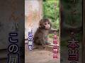 PUNCH MONKEY パンチくんが、この扉を越えようとした本当の理由。 #punch #パンチ君 #monkey #動物園