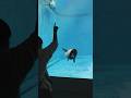 A child playing a game with a dolphin