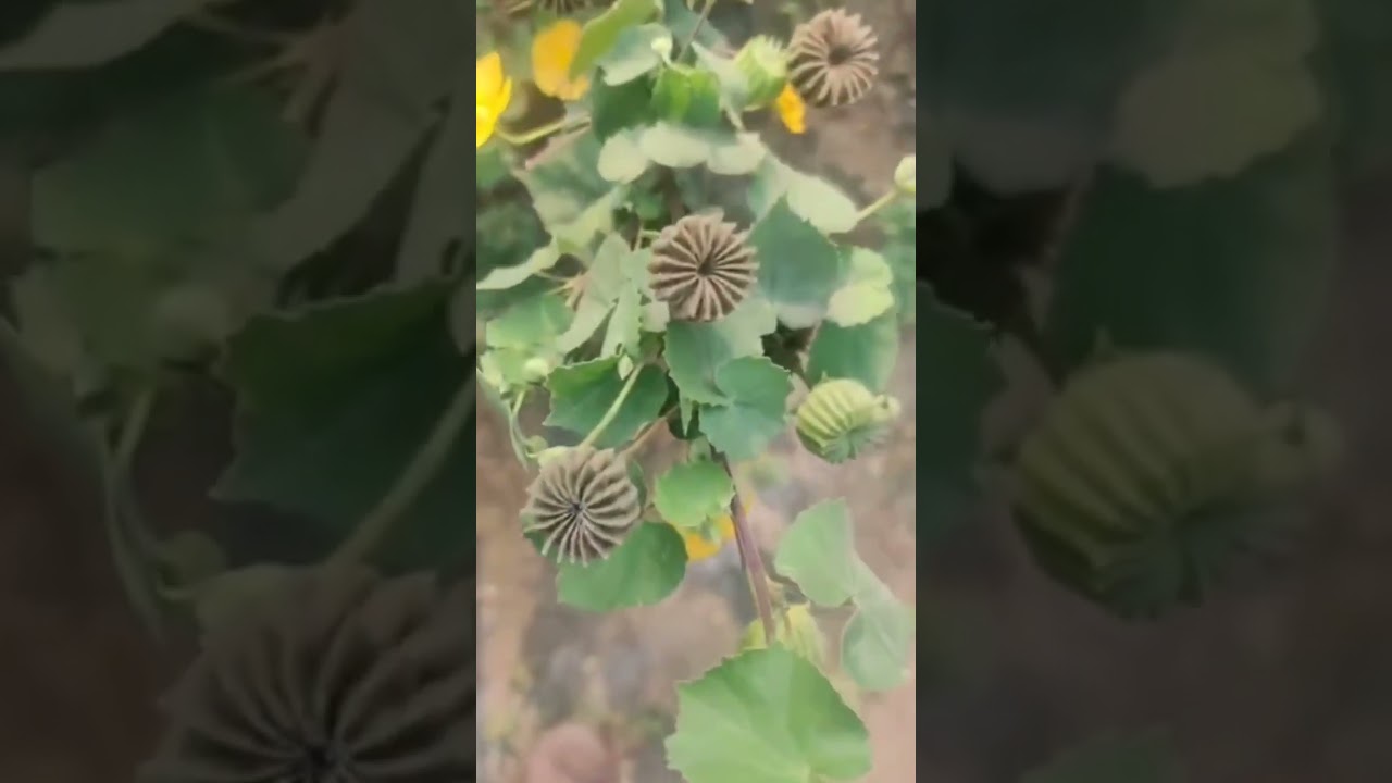 🔔 country mallow ☘️