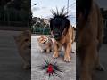 The Hilarious "Explosion" Prank Between a Dog and a Cat! 🐶🐱#funnypets #prank #cat