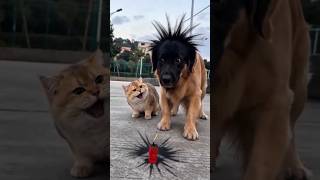 The Hilarious "Explosion" Prank Between a Dog and a Cat! 🐶🐱#funnypets #prank #cat