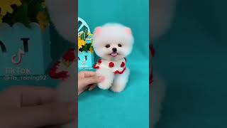 #cute #youtubeshorts #love #animel