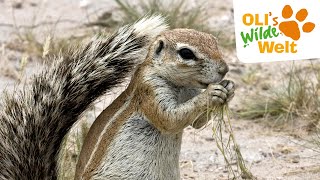 Borstenhörnchen Der Große Sturm Olis Wilde Welt