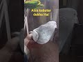 #kabutar #kabutarandekabdetehain #pigeon #kabootar #birds #trend #youtubeshorts #kabootarba #pigeon