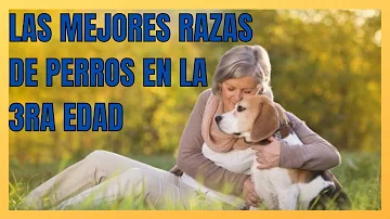 ¿Cuál es el mejor perro para personas mayores?