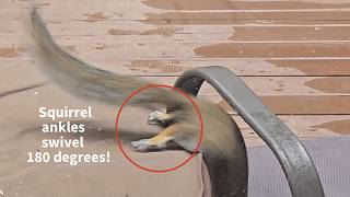 Squirrels can rotate their feet 180°. Slow motion helps reveal their abilities, agility & acrobatics