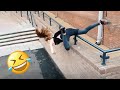 Best Funny Videos 🤣 - People Being Idiots | 😂 Try Not To Laugh - BY FunnyTime99 🏖️ #38