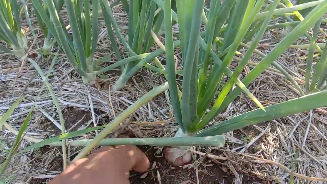 @usafarming @autochina1994 ONION FARMING VLOG 0224