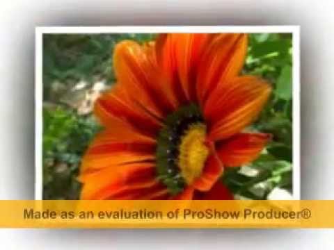 منتصر عبد السلام المشولي فيصل علوي بالله يانجمة