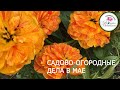 САДОВЫЕ И ОГОРОДНЫЕ ДЕЛА В МАЕ