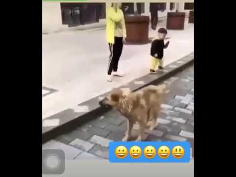 Halay Çeken köpek 😂😂