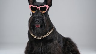 Where did Scottish Terriers originate? by Scottish Terrier USA 39 views 1 month ago 3 minutes, 24 seconds