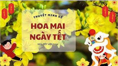 Bài văn cảm nghĩ về cây mai ngày tết năm 2024