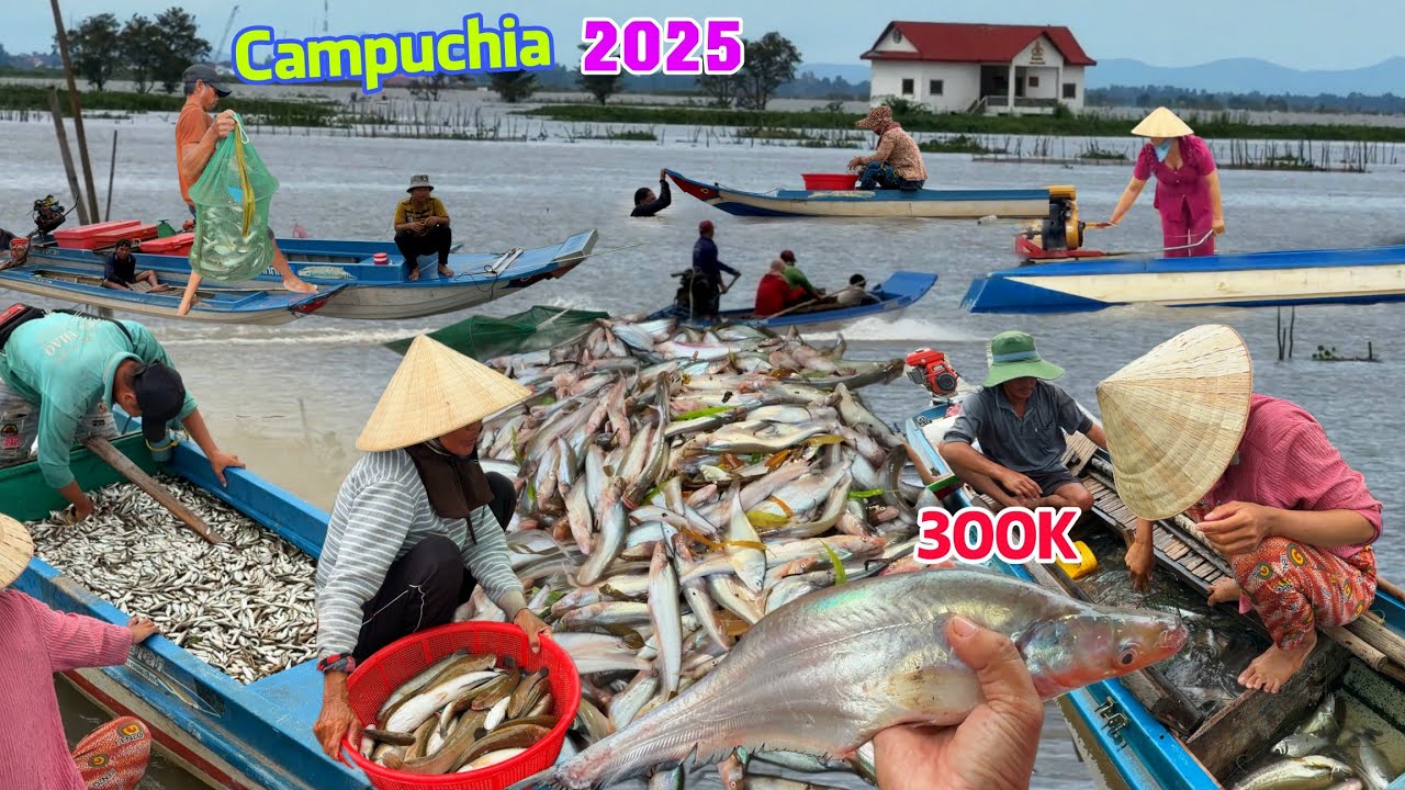 Con nước cá đi cả xóm trúng Ổ Cá Khủng từ Campuchia mùa lũ rút mạnh