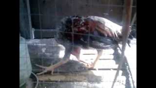 breakdance chicken