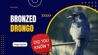 bronzed drongo facts by Amazing Planet! 54 views 1 year ago 46 seconds