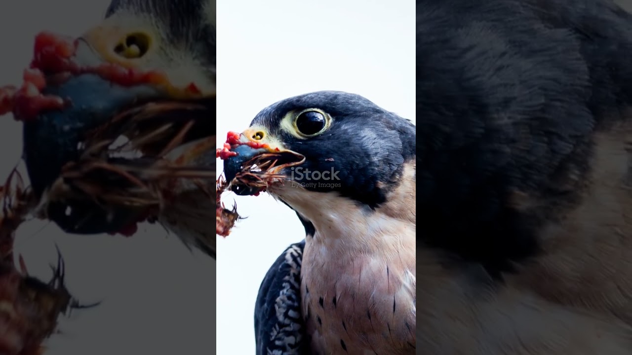 Falcon Strength: Fastest Hunter on Earth 🦅⚡