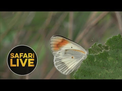 leopard print safariLIVE - Sunrise Safari - January 8, 2019