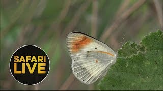 safariLIVE - Sunrise Safari - January 8, 2019