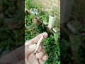 My Unique and Beautiful Plant 11 #shorts