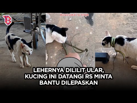 Sedih, lehernya dicekik ular, seekor kucing datang sendiri ke RS minta bantu dilepaskan | TRENDING