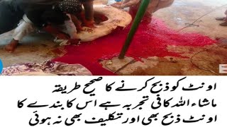 Eid Ul Azha Qurbani camel Sheikh Rasheed ke unth Kurbani 2sd camel sacrifice